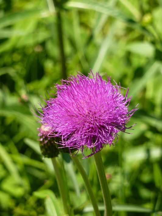 Nature's Liver Protector: The Amazing Benefits of Milk Thistle